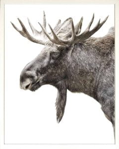 Algonquin Moose Print